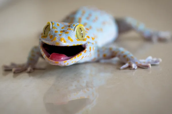 ตุ๊กแก